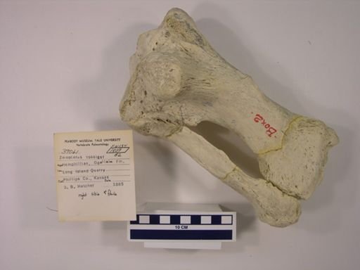 Teleoceras fossiger