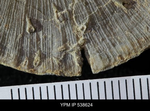 Cornulites sp.