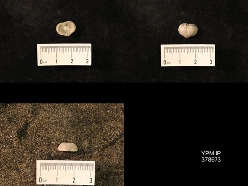 Marginifera wabashensis