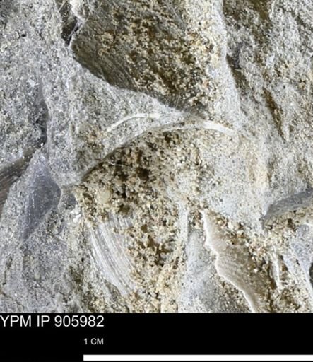 Limopsis striatopunctatus
