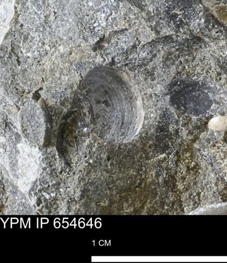 Dosiniopsis deweyi