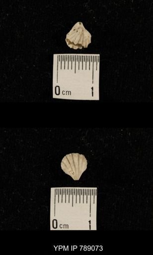 undet. Brachiopoda