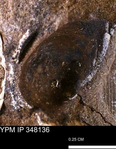 Limopsis striatopunctatus