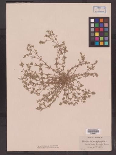 Arenaria serpyllifolia