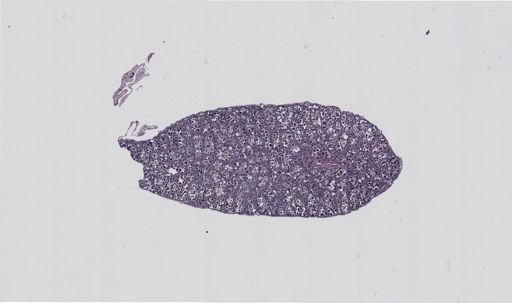 Rana clamitans
