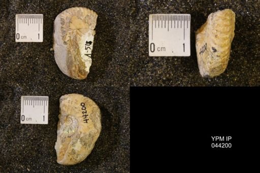 Hoploscaphites nicolletii