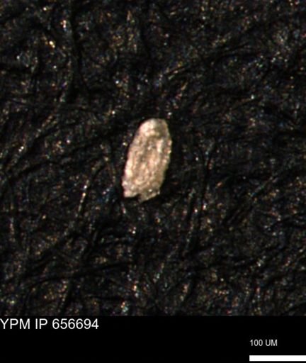 Spirolocammina planula
