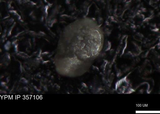 undet. Foraminiferida