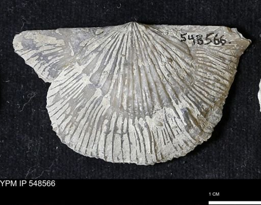 Stropheodonta inflexa?