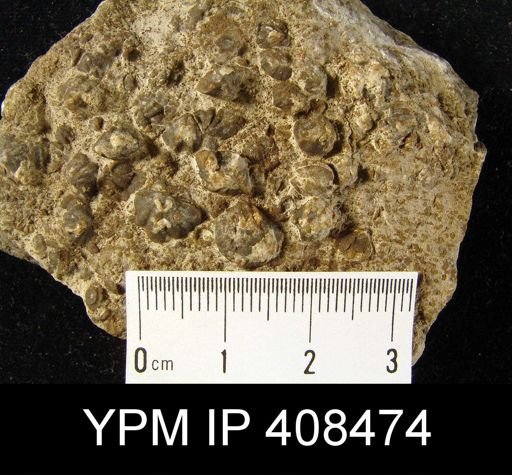 Delthyris vanuxemi prognosticus