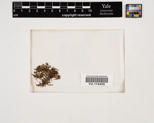Plantae