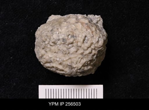 Dolatocrinus asterias