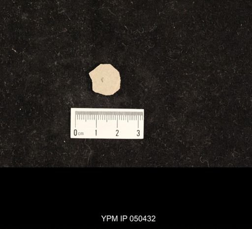 Echinocaris socialis