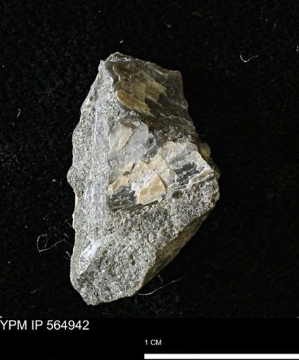 undet. Mollusca