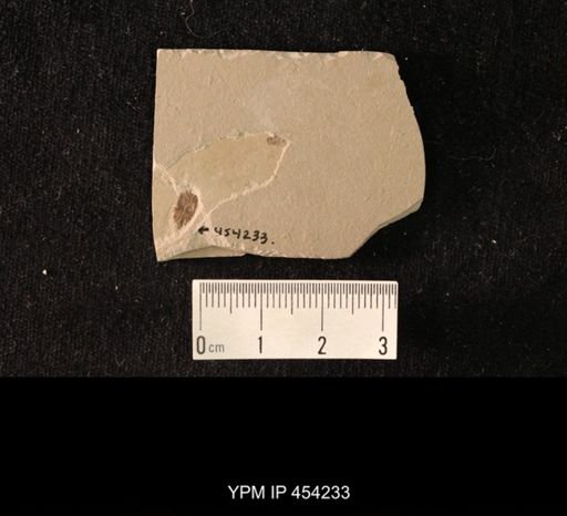 Coleoptera?