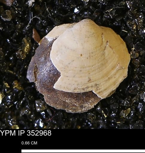 Limopsis striatopunctatus