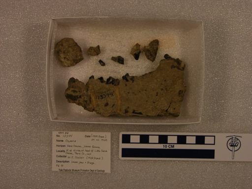 Oxyaena sp.