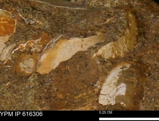 Protocardia subquadrata