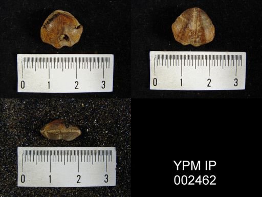 Leiorhynchus sp.