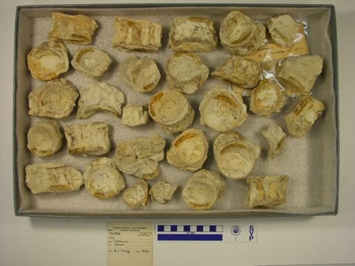 Xiphactinus sp.
