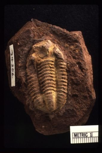 Neoproetus indicus