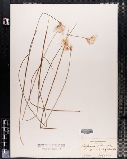 Eriophorum tenellum