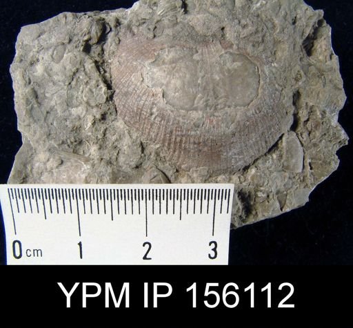 Strophomena planocorrugata