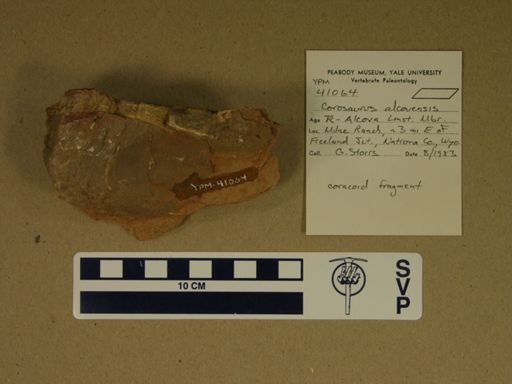 Corosaurus alcovensis
