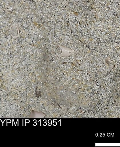 undet. Scaphopoda