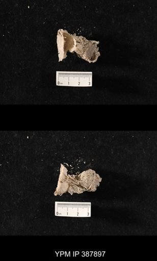 Hercosia sp.