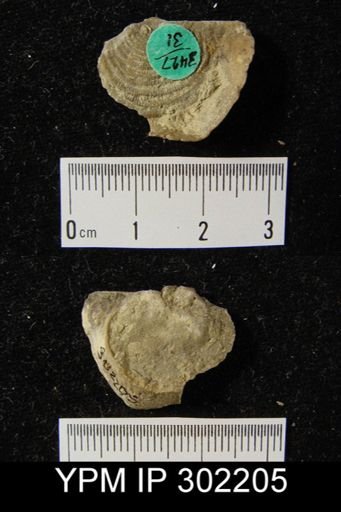 Leptaena rhomboidalis