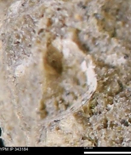 undet. Scaphitidae