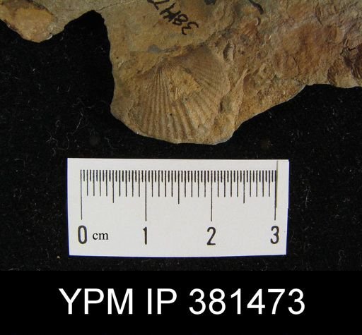 Tropidoleptus sp.