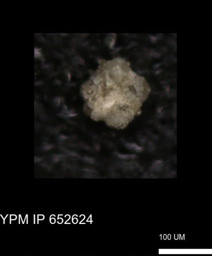 undet. Foraminiferida