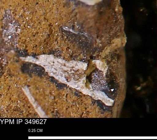 undet. Mollusca