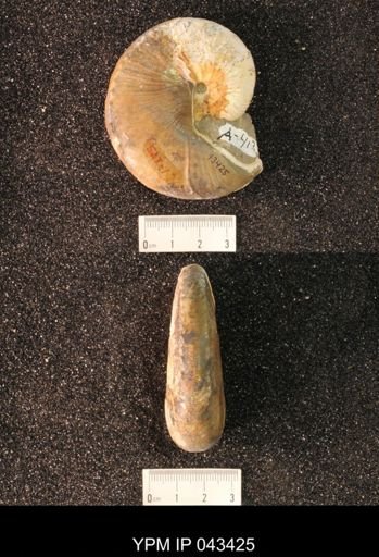 Hoploscaphites nicolletii
