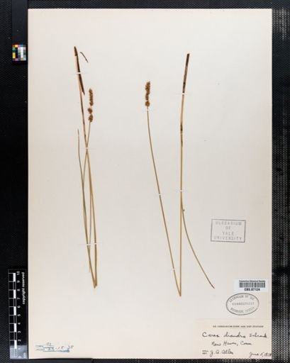 Carex diandra