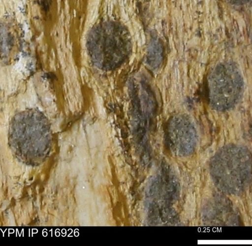 Teredo sp.