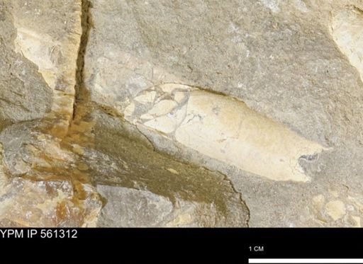 Baculites sp.