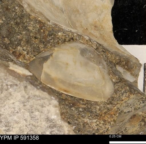 undet. Mollusca