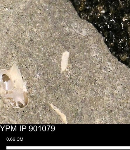 undet. Mollusca