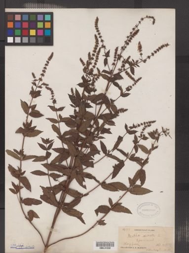 Mentha spicata