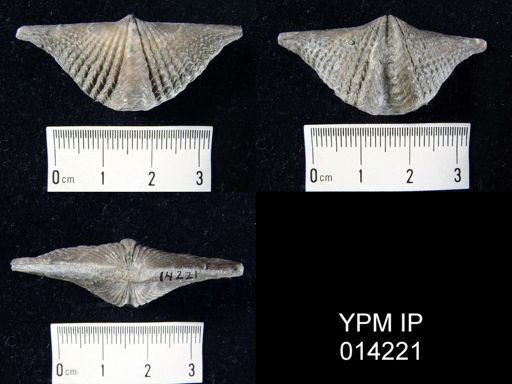 Mucrospirifer mucronatus prolificum