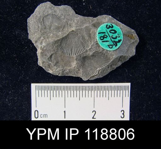 Camarotoechia rossbrookensis