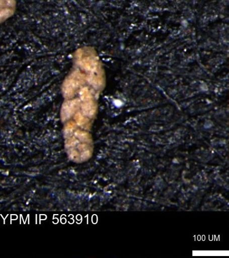 Ammobaculoides phaulus