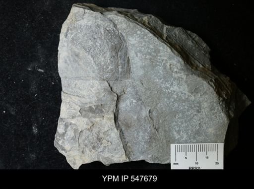 undet. Eurypterida