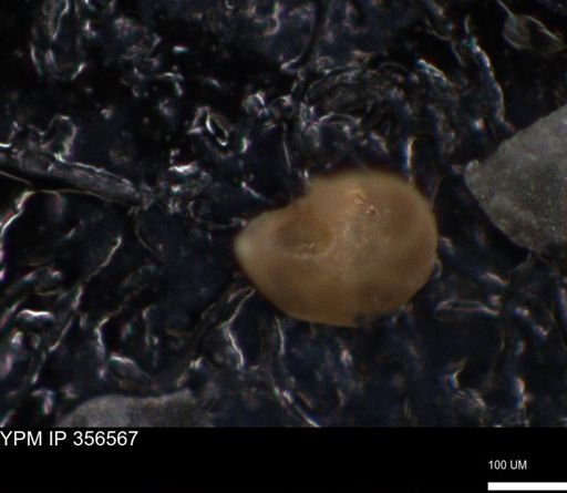undet. Foraminiferida