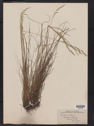 Festuca rubra