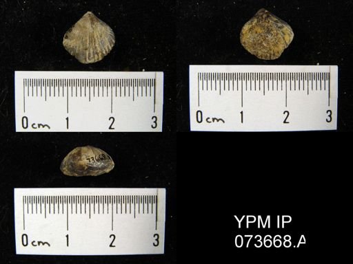 Camarotoechia perryvillensis