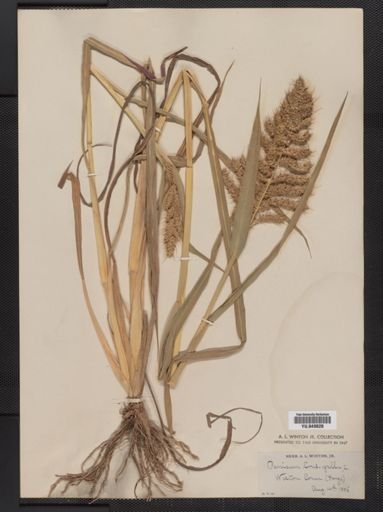 Echinochloa crus-galli